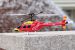 Вертолет Nine Eagles Bell 206 2.4 GHz (Red RTF Version) (NE R/C 328A) NE30232824207028A Красный